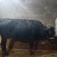 پنچ عدد گاو
