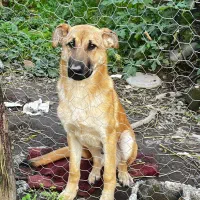 واگذاری سگ ژرمن مالینویز|سگ|خشکبیجار, |دیوار