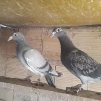 کفتر پلاکی|پرنده|قم, شهر قائم|دیوار