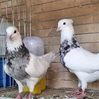 طوقی|پرنده|فرخشهر, |دیوار