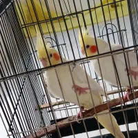 عروس هلندی مولد