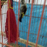 سهره جوجه جوانه|پرنده|تربت جام, فاز ۱ فرهنگیان|دیوار