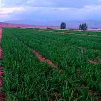 فروش ۱۲ هکتار زمین کشاورزی