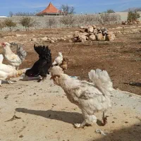 تخم مرغ اصیل سلطان|حیوانات مزرعه|شیراز, شاه قلی بیگی|دیوار