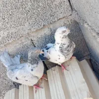 جیرفت روستا