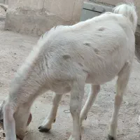 فروش کهره نر در خونه ای