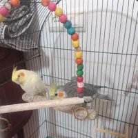 عروس هلندی بالغ|پرنده|نیشابور, بزرگمهر|دیوار