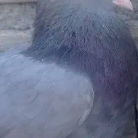 فروش چند جفت کبوتر کار درست