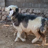 گوسفند
