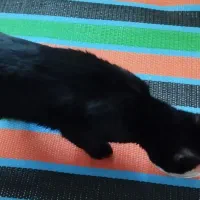 گربه سیاه کوچولو|گربه|یاسوج, |دیوار