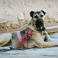 سگ سرابی|سگ|بهار, |دیوار