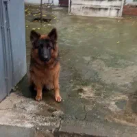 سگ ژرمن ماده