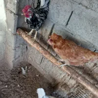 گلین اصل|حیوانات مزرعه|ارشق, |دیوار