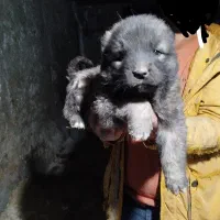 واگذاری سگ سراب ذات قدیم