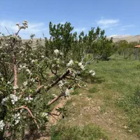1000متر-باغات-چنارشرق