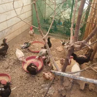 مرغ و خروس گلین