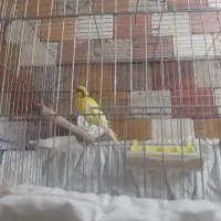 قناری نر مست کار داده