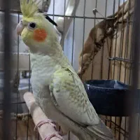 عروس هلندی|پرنده|رباط‌کریم, آدران|دیوار