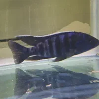 اکواریوم خانگی|ماهی|عنبرآباد, |دیوار