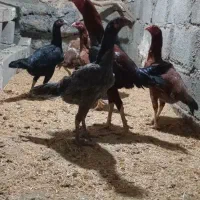 جوجه لاری|حیوانات مزرعه|دره شهر, |دیوار