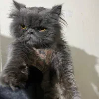 واگذاری پرشین نر