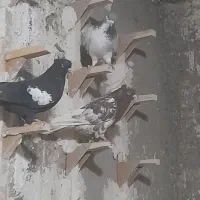 کفتر
