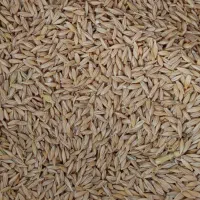 فروش بذر جو 6پر برا کاشت کیلوی 70مقطوع