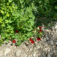 فروش زمین های مسکونی و  خونه باغ رامهرمز