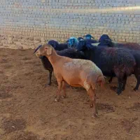 ۹راس میش ابستن سالمو سرحال|حیوانات مزرعه|خرقان, |دیوار