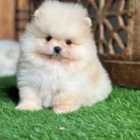 انوا.ع نژاد سگ های آپارتمانی|سگ|شیراز, فضلآباد|دیوار