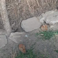 خرگوش