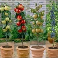 1500نوع نهال با اصالت. پیوندی.