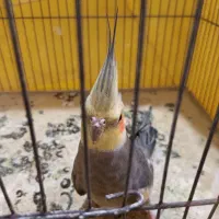 عروس هلندی|پرنده|اردبیل, |دیوار