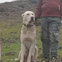 سگ گلع