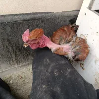 یک عدد خروس گردن لخت جوان
