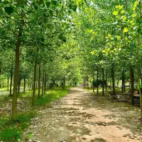 بکرترین پروژه دنیا اینجاست|فروش خانه و ویلا|آسارا, |دیوار