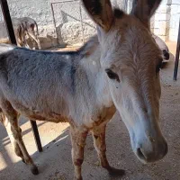 فروش الاغ صرفا به خاطر کمبود جا|حیوانات مزرعه|کرمانشاه, |دیوار