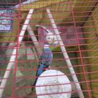 پرنده|پرنده|شیراز, کوشک میدان|دیوار