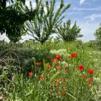 زمین-در-نظرآباد