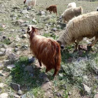 فروش ۱۰ راس چپش ( کره) محلی کرکی