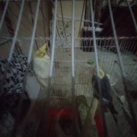 عروس پاریس|پرنده|اهواز, کوی فرهنگیان ۱|دیوار