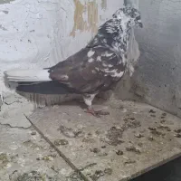 کبوتر سوسکی دم سفید نر