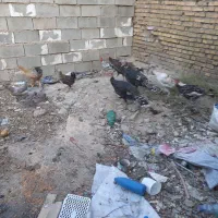 حیوانات مزرعه|حیوانات مزرعه|ایذه, |دیوار