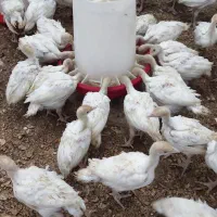 جوجه یکماه بیوتی6