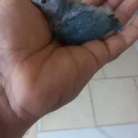 طوطی برزیلی