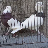 کبوتر فروشی...