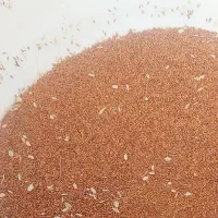 تخم  سبزی شاهی محلی تازه مناسب کاشت