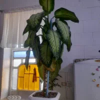 گل دیفن زیبا