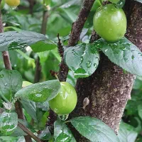 فروش گوجه سبز ارگانیگ