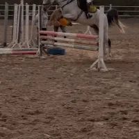 فروش اسب پرشی نژاد آنگولا عرب